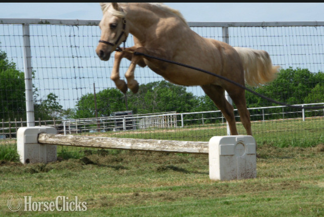 Texas "Shamrock" Palomino Gelding Welsh Pony