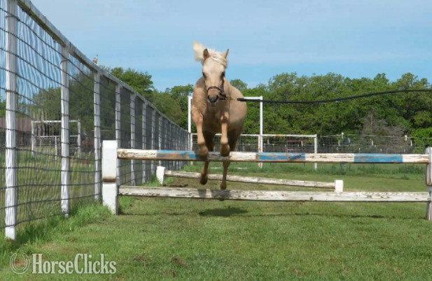 "Shamrock" Palomino Gelding Welsh Pony - Welsh Pony in Texas