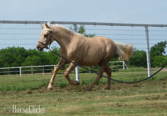 "Shamrock" Palomino Gelding Welsh Pony - Welsh Pony