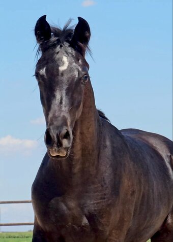 "STRAIGHT EGYPTIAN" Black Colt Arabian