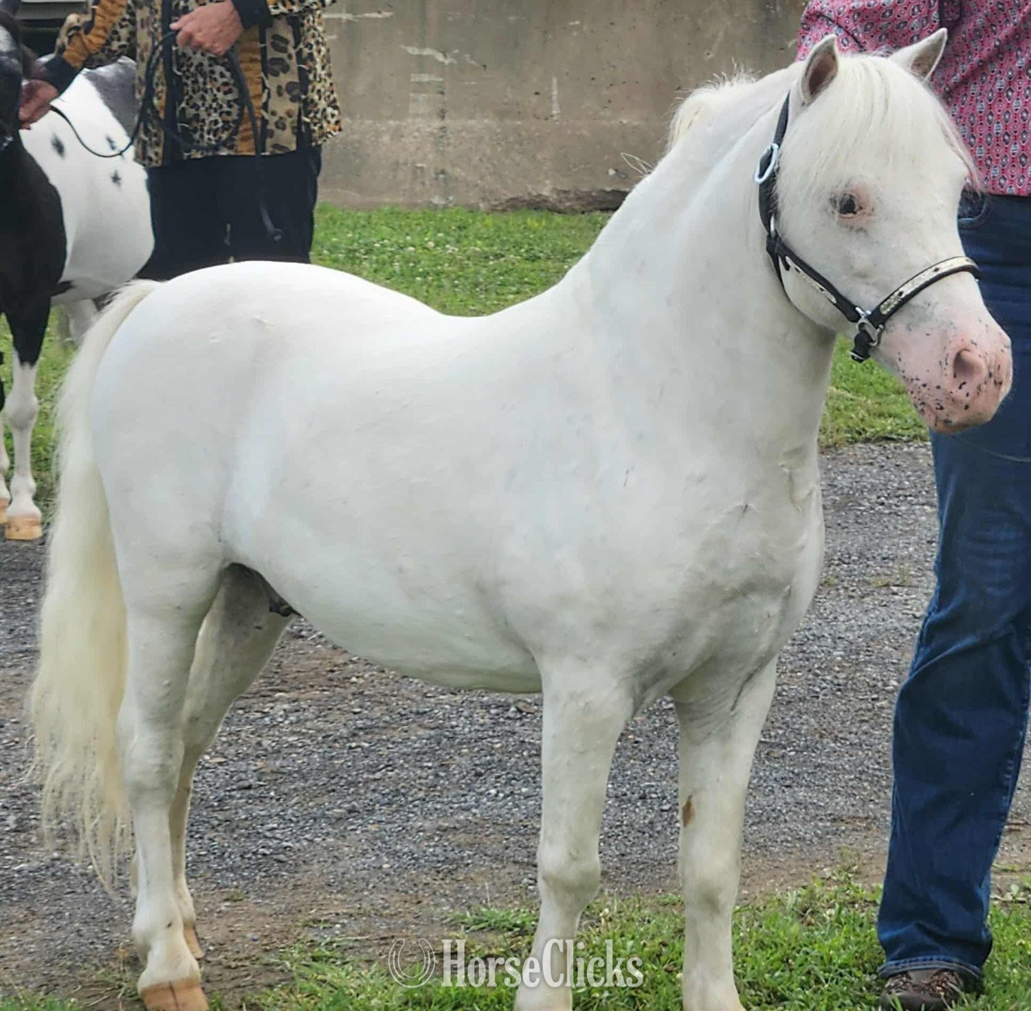 "Dixon" White Gelding Pony in West Virginia