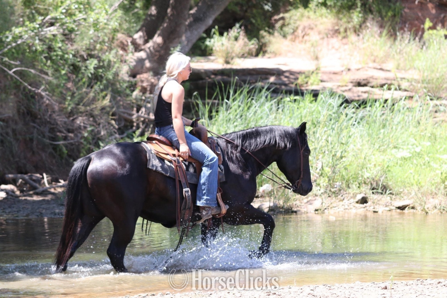 "Maverick" Black Gelding Quarter Horse - Quarter Horse in Missouri