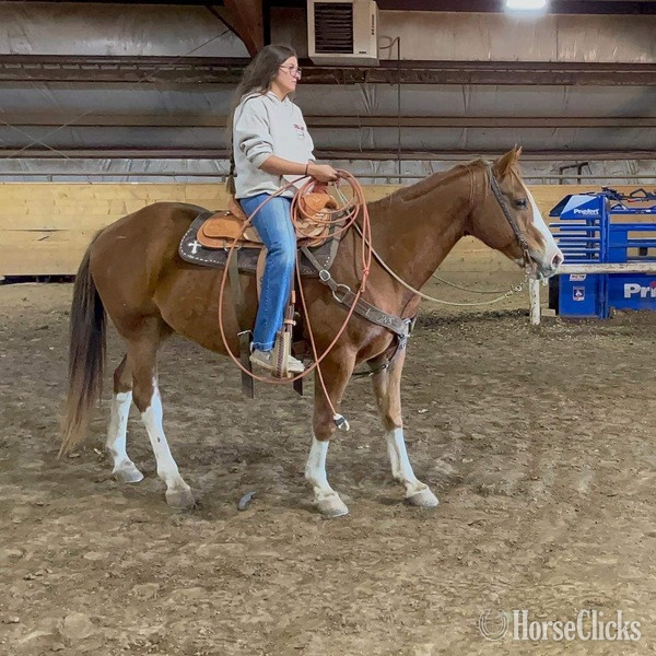 "John Wayne" Sorrel Gelding Pony