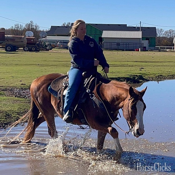 "John Wayne" Sorrel Gelding Pony - Pony in Texas