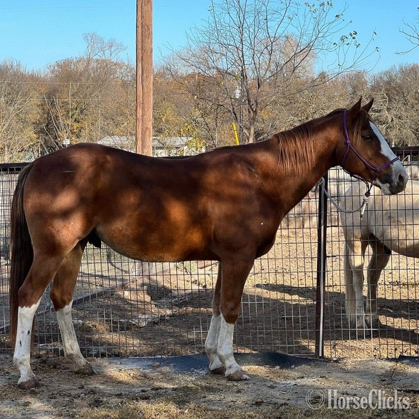 Pony - "John Wayne" Sorrel Gelding Pony in Texas