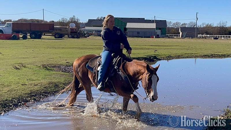 Pony - "John Wayne" Sorrel Gelding Pony
