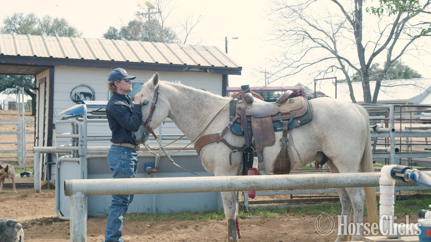 "Pistol" Grey Gelding Quarter Horse