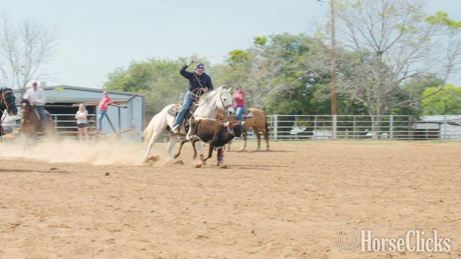 Texas "Pistol" Grey Gelding Quarter Horse