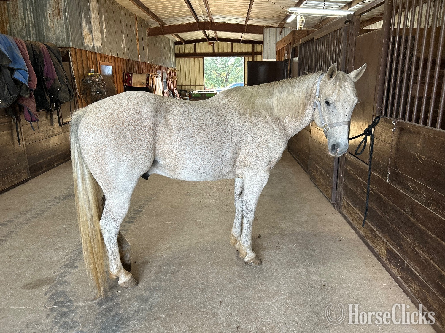 "Pistol" Grey Gelding Quarter Horse - Quarter Horse in Texas