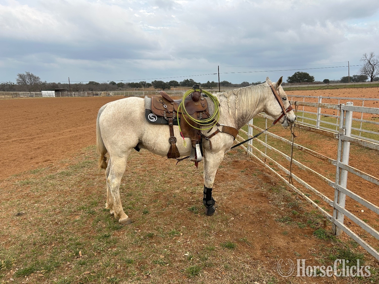 "Pistol" Grey Gelding Quarter Horse - Quarter Horse