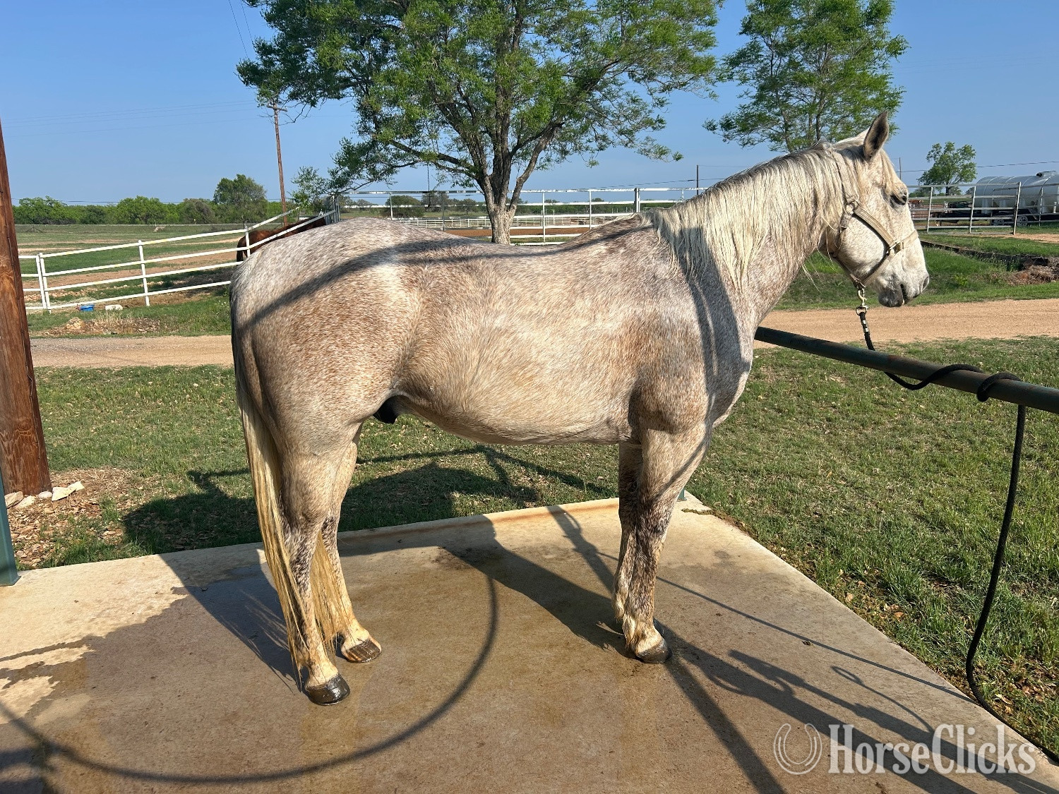 "Pistol" Grey Gelding Quarter Horse Texas