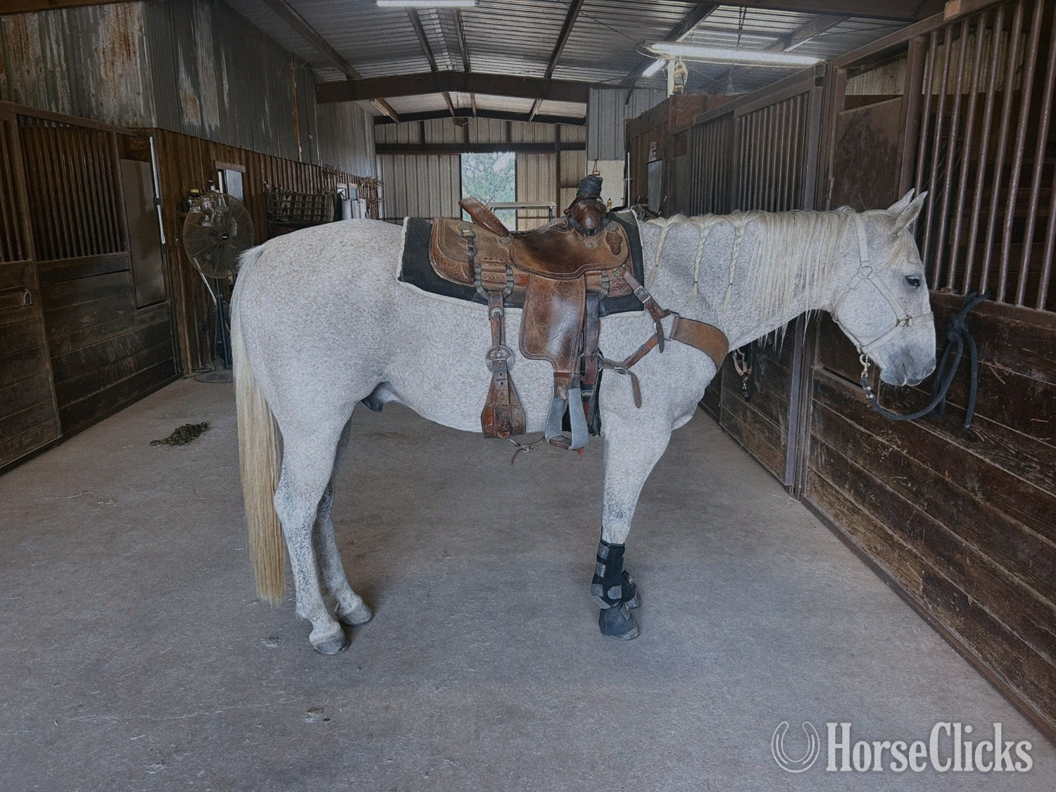 Quarter Horse - "Pistol" Grey Gelding Quarter Horse in Texas