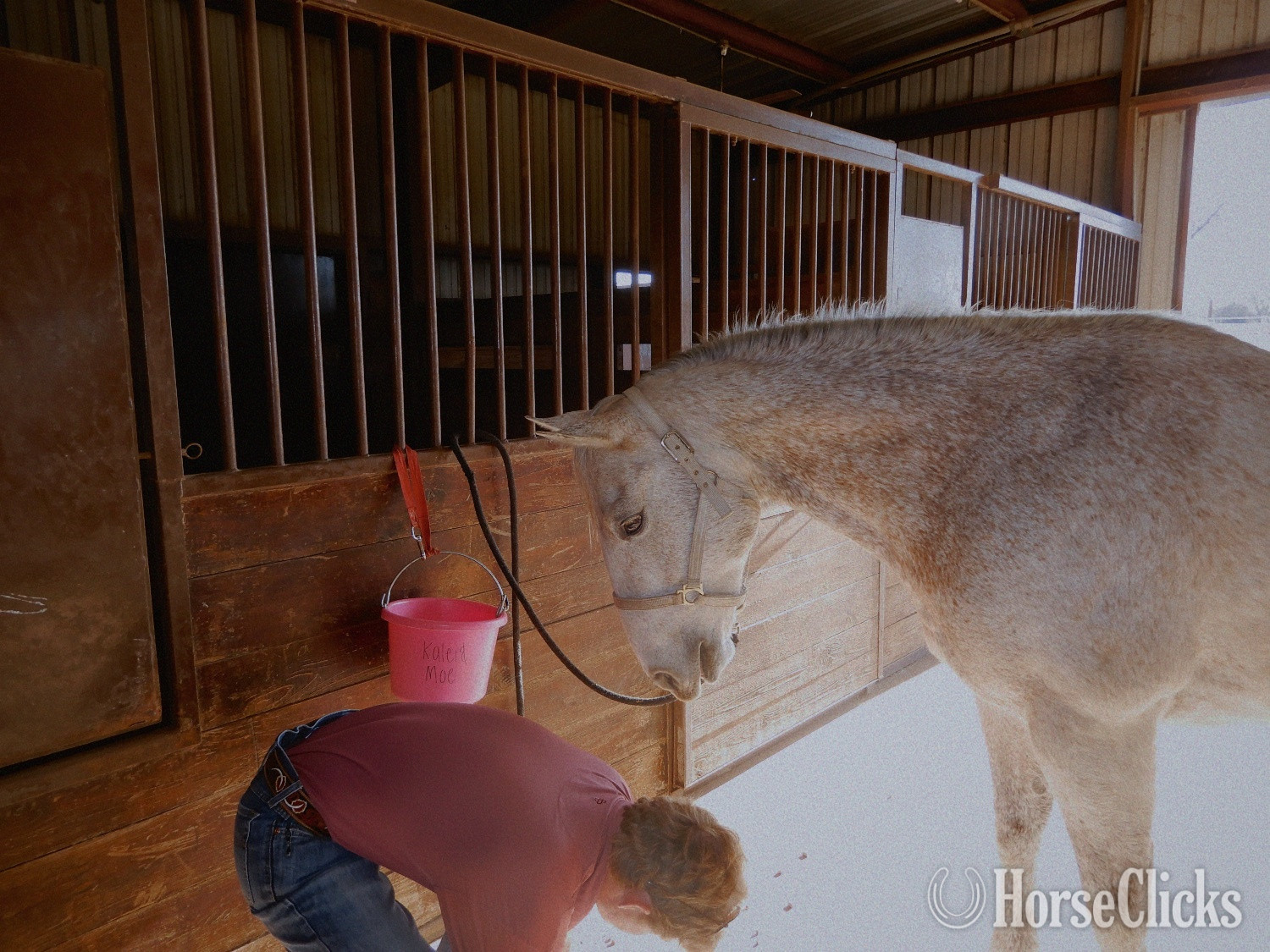 Quarter Horse - "Pistol" Grey Gelding Quarter Horse