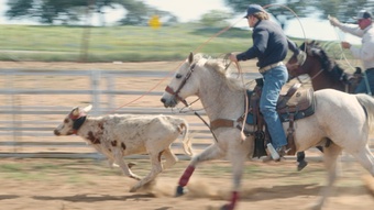"Pistol" Grey Gelding Quarter Horse