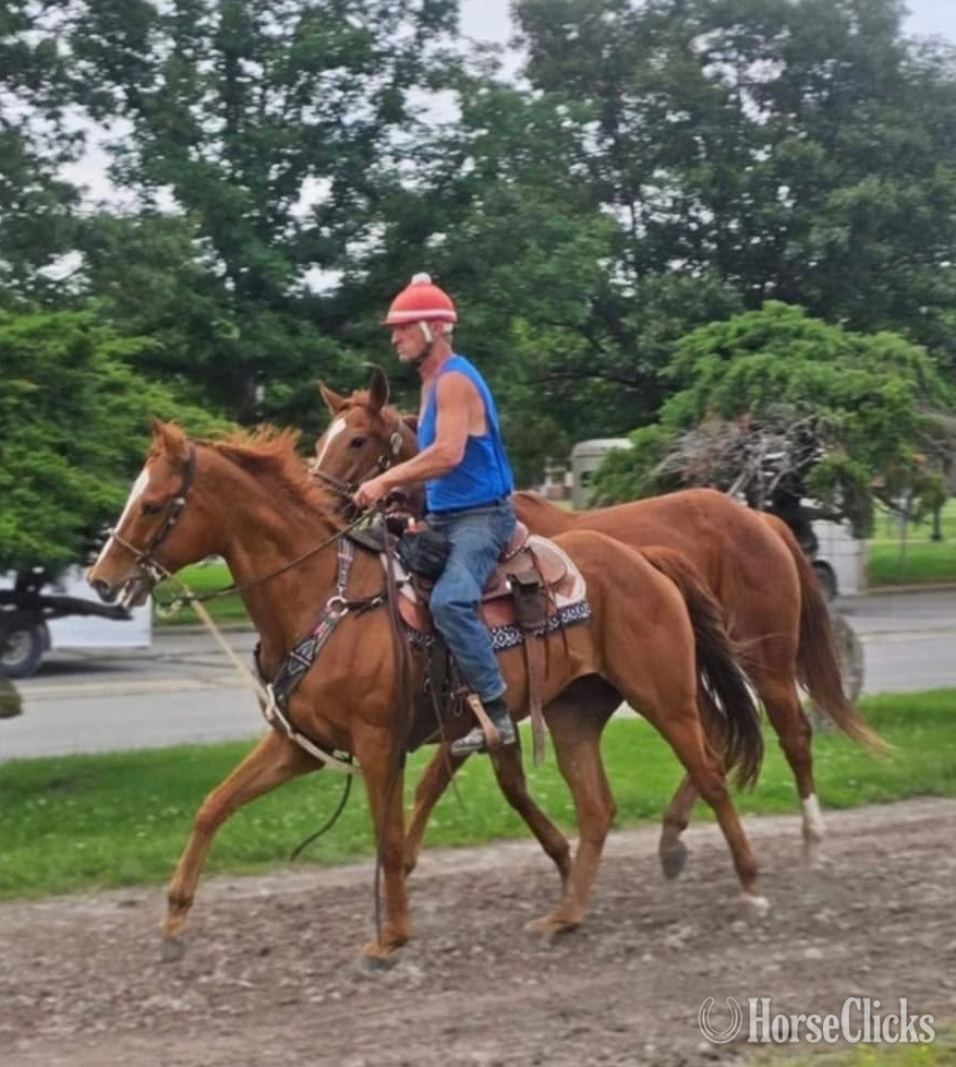 "Trappe the Wind" Chestnut Gelding Thoroughbred