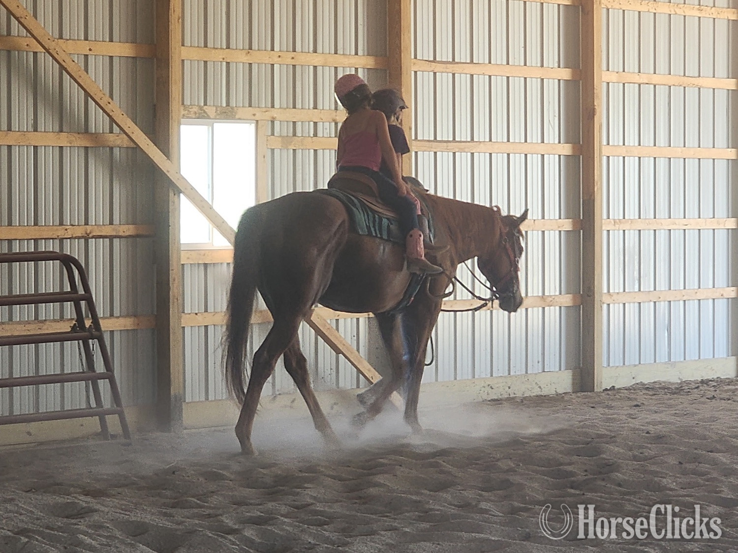 Indiana "Trappe the Wind" Chestnut Gelding Thoroughbred