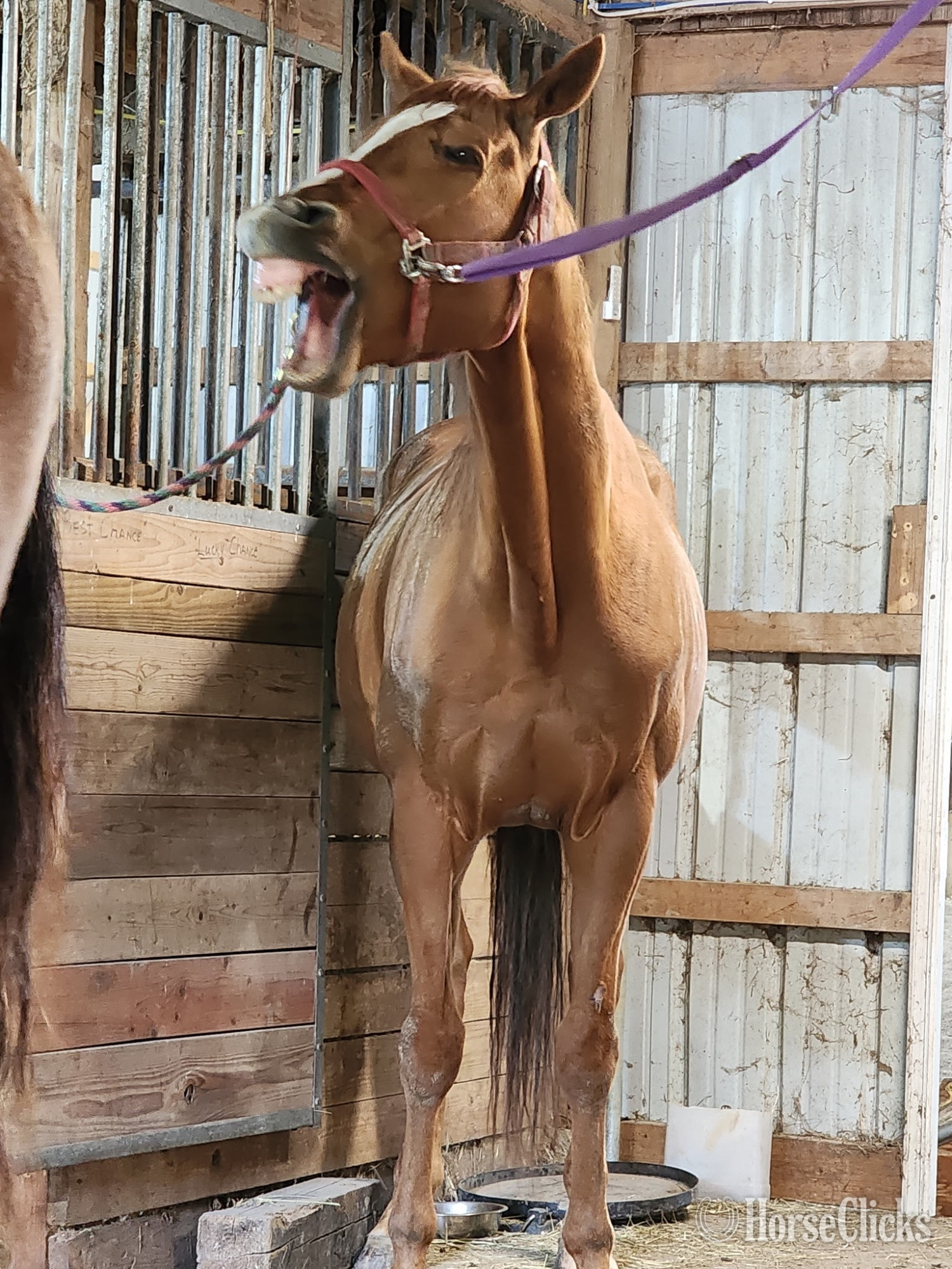 "Trappe the Wind" Chestnut Gelding Thoroughbred - Thoroughbred