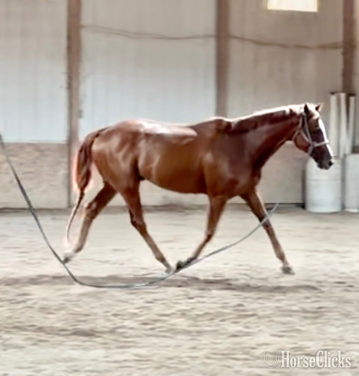"Trappe the Wind" Chestnut Gelding Thoroughbred Indiana