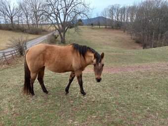 "DUSK" Grullo Mare Quarter Horse