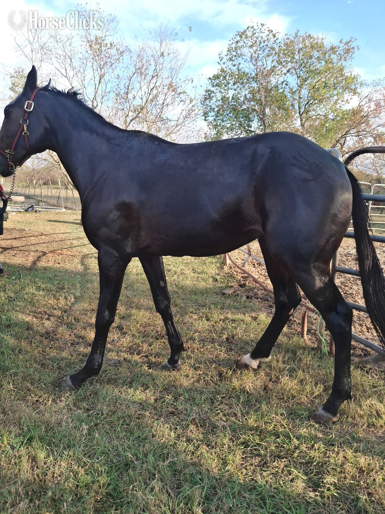 "RP The Stallion"  Stallion Standardbred