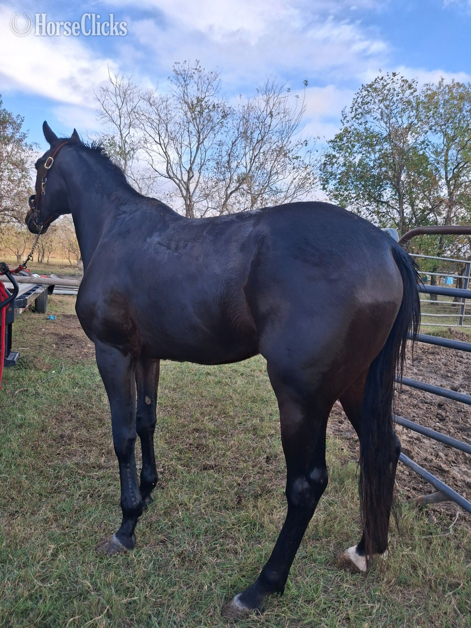 Texas "RP The Stallion"  Stallion Standardbred