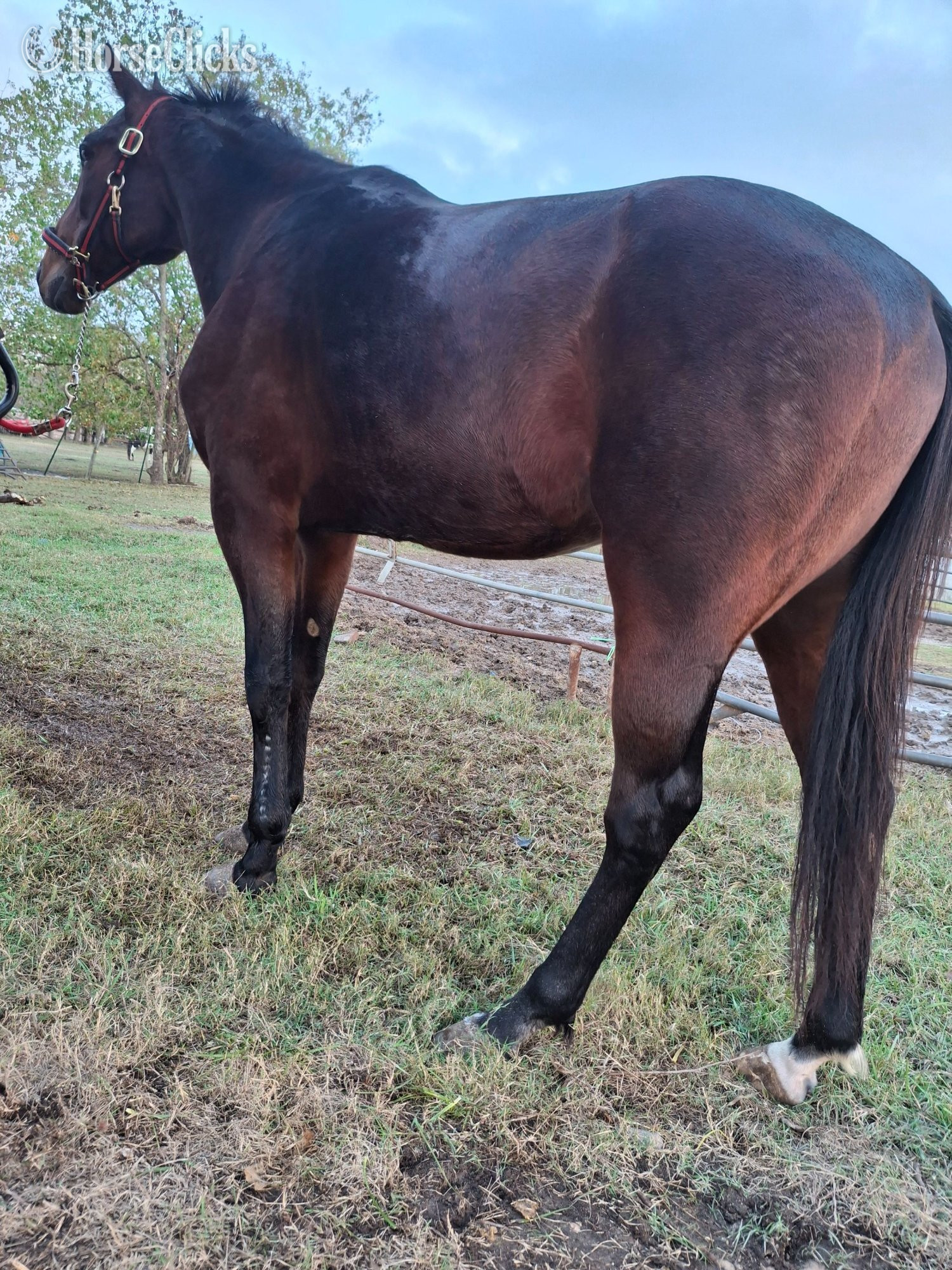 "RP The Stallion"  Stallion Standardbred - Standardbred