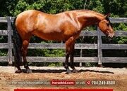 "Nero" Buckskin Gelding Friesian