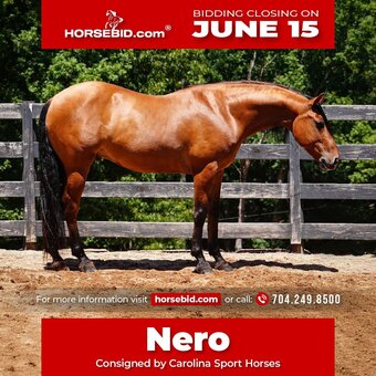 "Nero" Buckskin Gelding Friesian