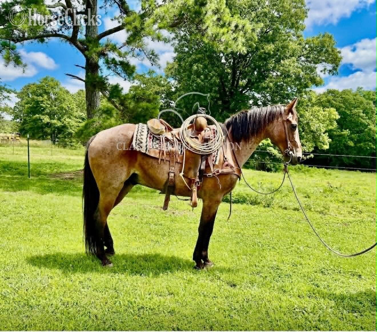 "GIZMO" Bay Roan Gelding Missouri Fox Trotter in Missouri