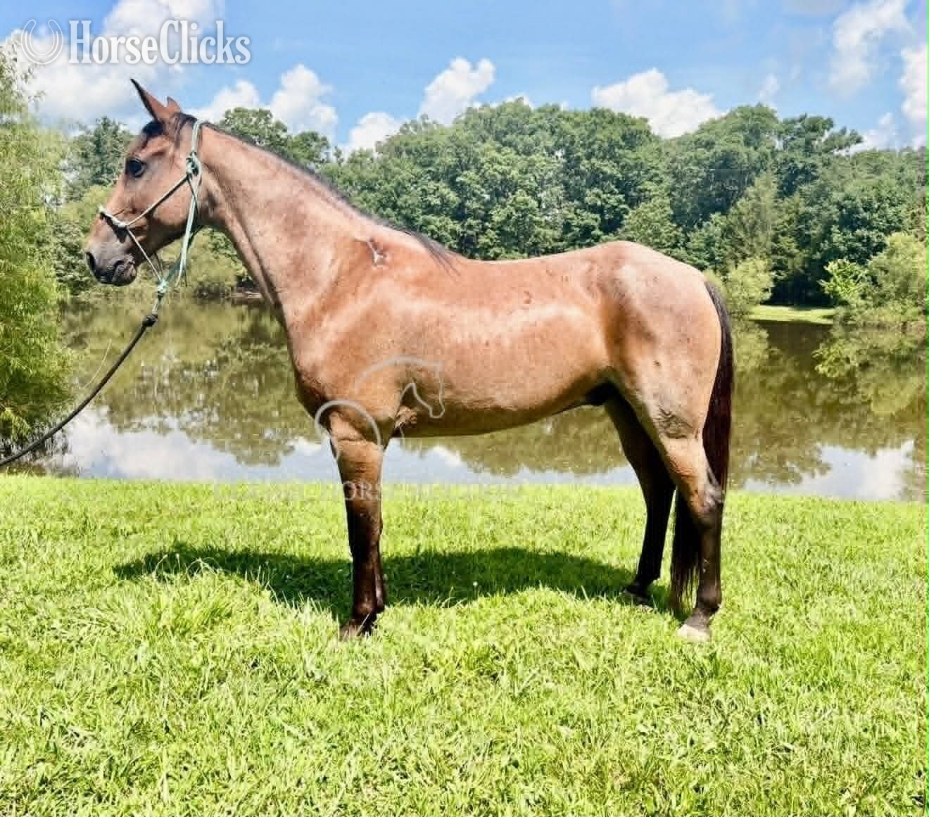 "GIZMO" Bay Roan Gelding Missouri Fox Trotter