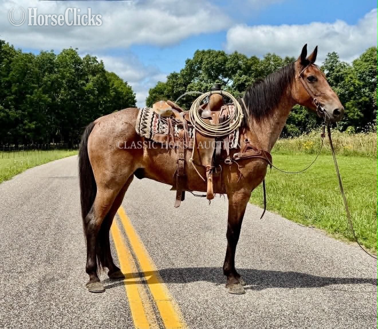 Missouri "GIZMO" Bay Roan Gelding Missouri Fox Trotter
