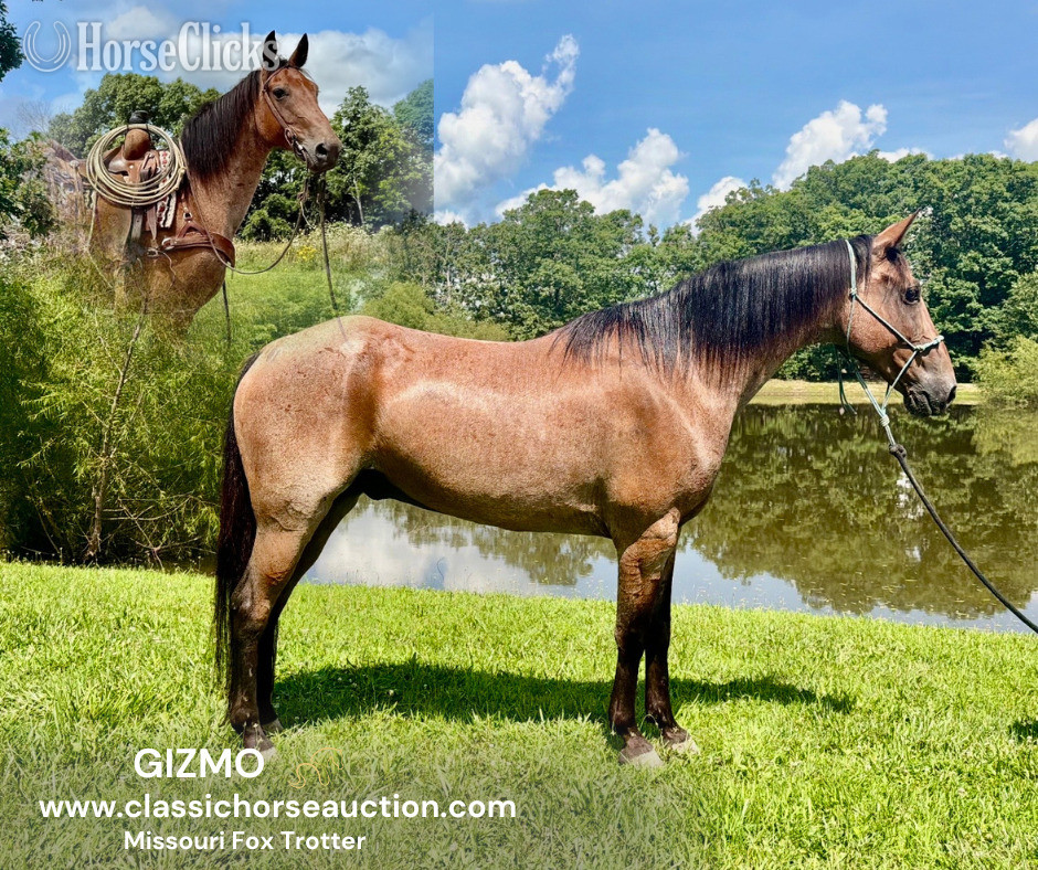 "GIZMO" Bay Roan Gelding Missouri Fox Trotter - Missouri Fox Trotter in Missouri