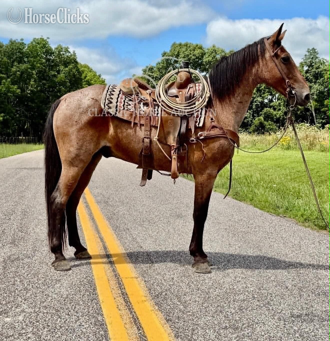 "GIZMO" Bay Roan Gelding Missouri Fox Trotter - Missouri Fox Trotter