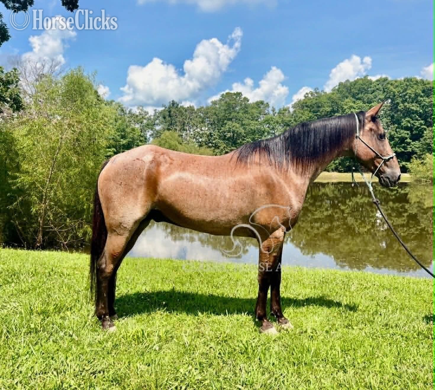 "GIZMO" Bay Roan Gelding Missouri Fox Trotter Missouri