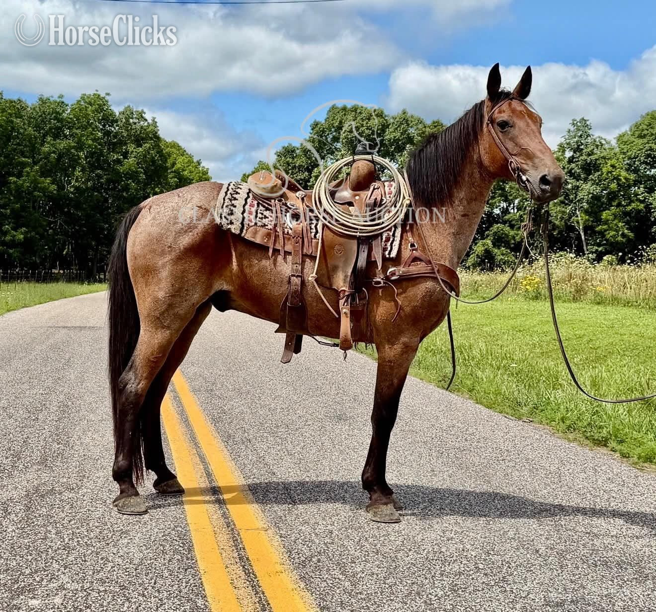 Missouri Fox Trotter - "GIZMO" Bay Roan Gelding Missouri Fox Trotter in Missouri