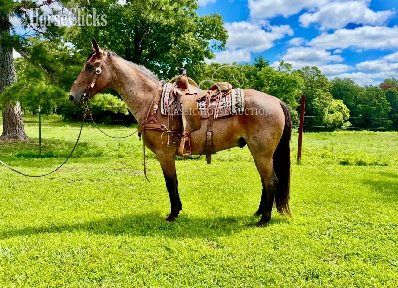 Missouri Fox Trotter - "GIZMO" Bay Roan Gelding Missouri Fox Trotter