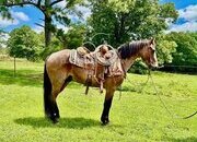"GIZMO" Bay Roan Gelding Missouri Fox Trotter