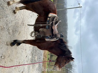 "Butcher" Bay Colt Draft