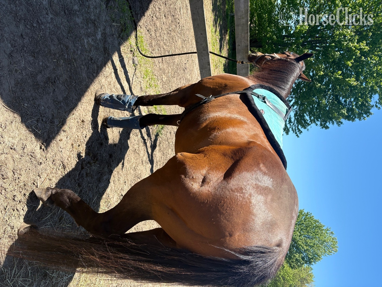 "Fupays Vision" Bay Gelding Thoroughbred - Thoroughbred in Michigan