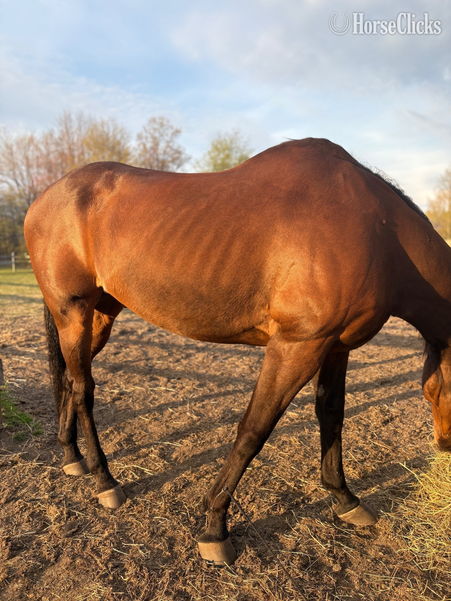 "Fupays Vision" Bay Gelding Thoroughbred - Thoroughbred
