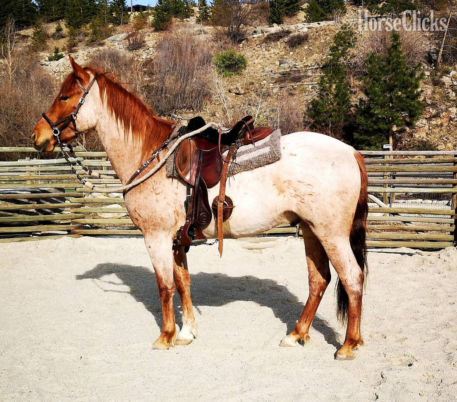 "Rocke Ridge Vicente'" Red Roan Gelding Mangalarga in British Columbia