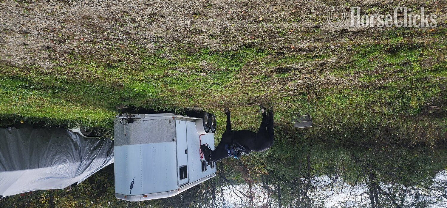 1995 Featherlite Trailers  Bumper Pull Horse Trailer