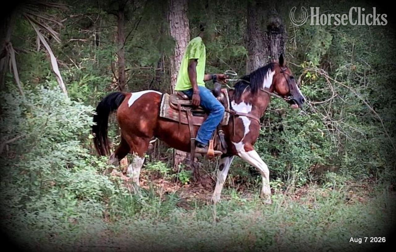 "Milly" Overo Mare Quarter Horse in Texas