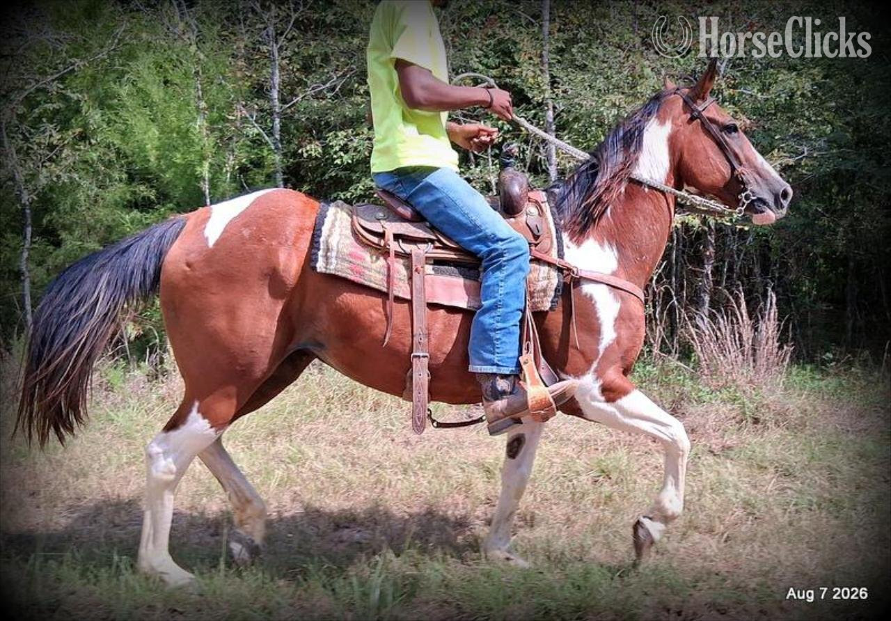 "Milly" Overo Mare Quarter Horse
