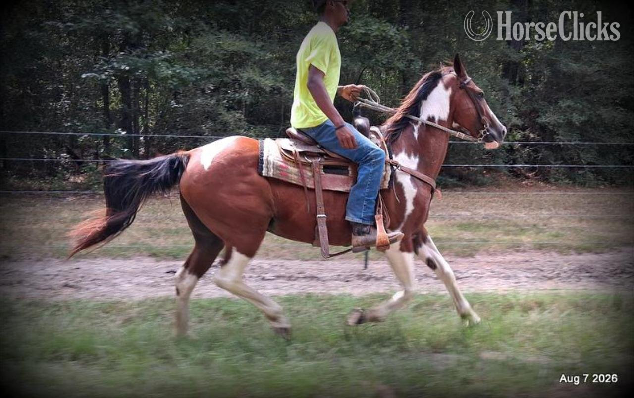 Texas "Milly" Overo Mare Quarter Horse