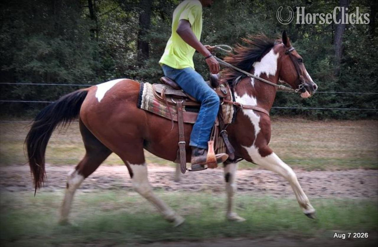 "Milly" Overo Mare Quarter Horse - Quarter Horse in Texas