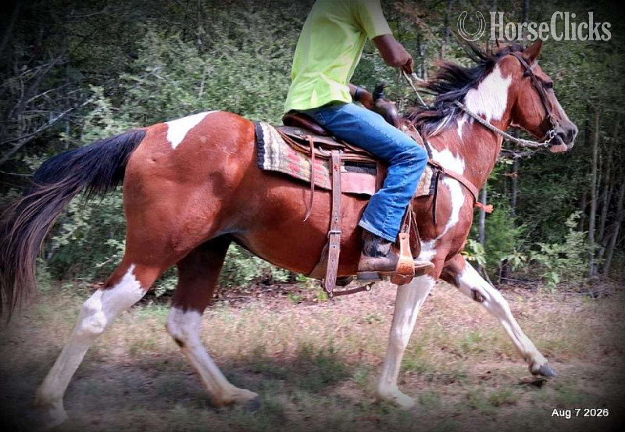 "Milly" Overo Mare Quarter Horse - Quarter Horse