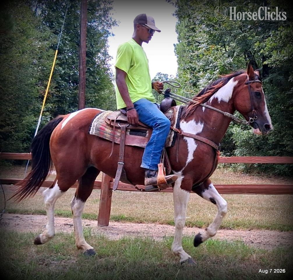 "Milly" Overo Mare Quarter Horse Texas
