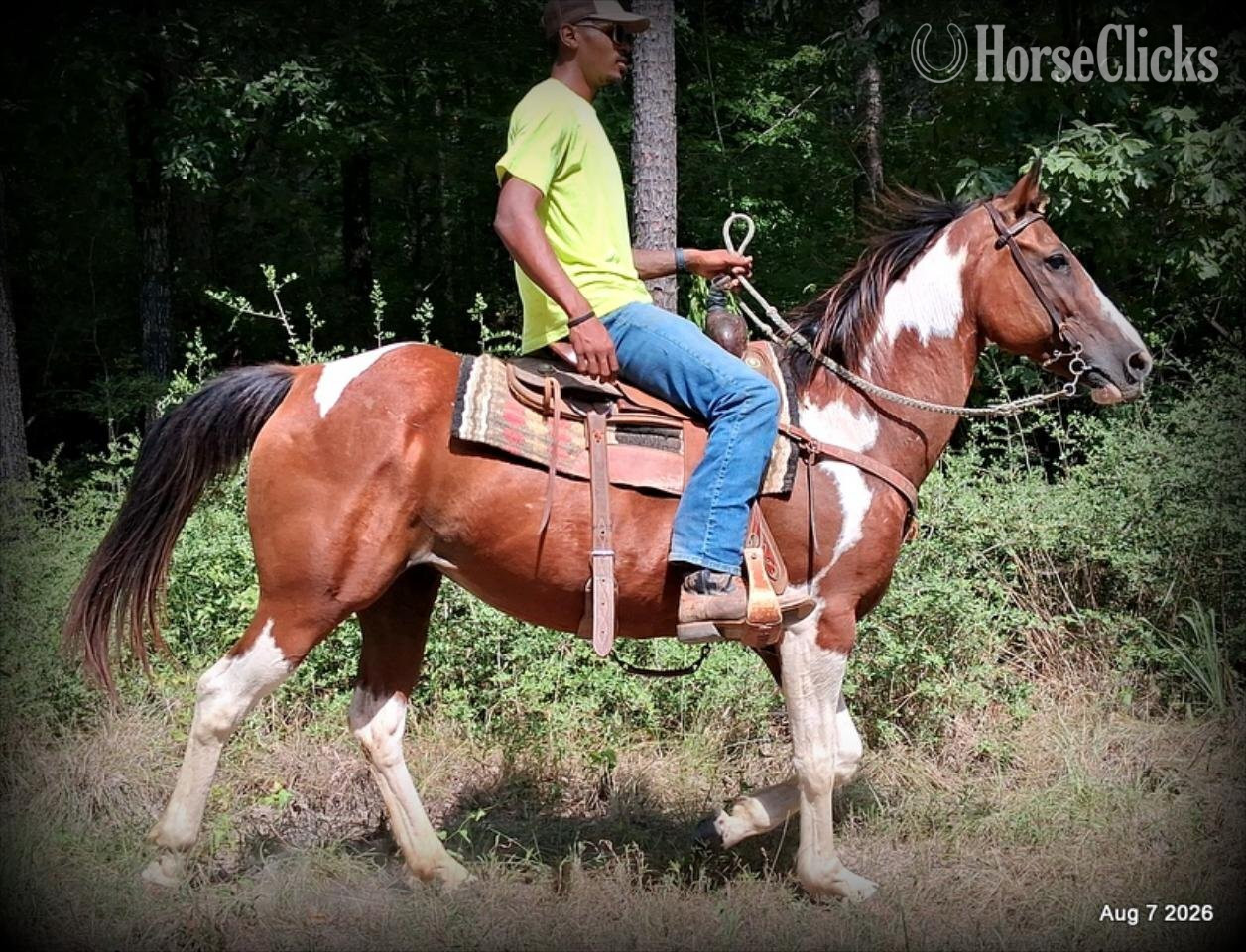 Quarter Horse - "Milly" Overo Mare Quarter Horse in Texas