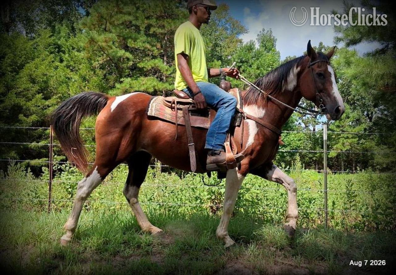 Quarter Horse - "Milly" Overo Mare Quarter Horse